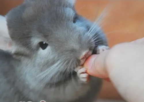 龙猫吃什么？健康饮食是王道