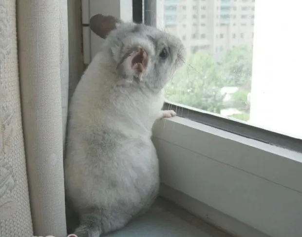 新手养龙猫全攻略