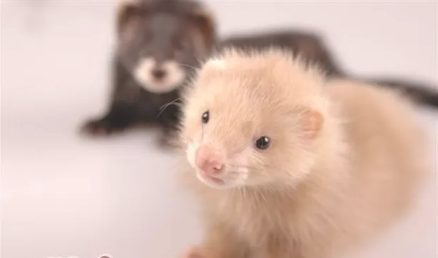 宠物貂毛色和遗传病关系