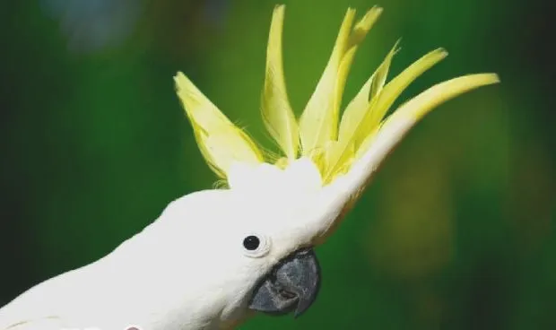 如何训练宠物鸟不随地排便