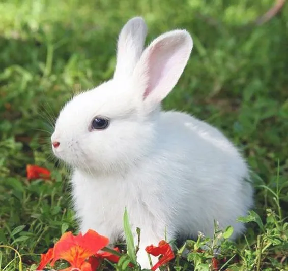 宠物兔安全度夏五大招