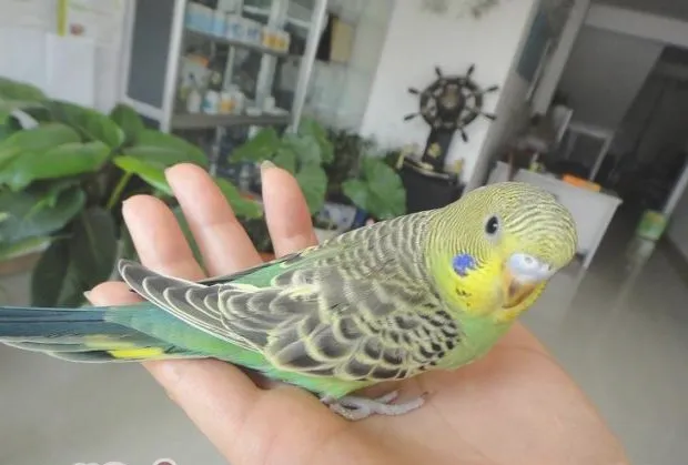 新手饲养宠物鸟的清洁须知