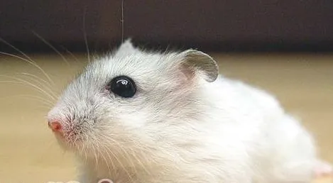 影响宠物鼠寿命的六大因素