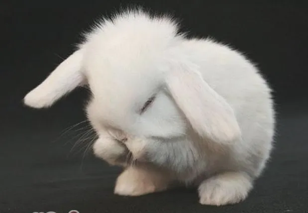 兔子为什么会舔屁股