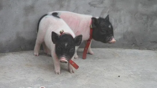 如何辨别纯种小香猪