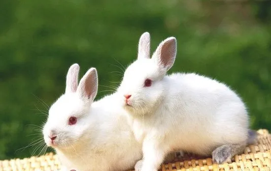 教你如何选购断奶的小白兔