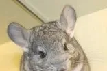 龙猫的品种介绍
