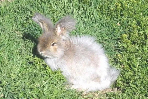 给宠物兔兔洗澡的小窍门