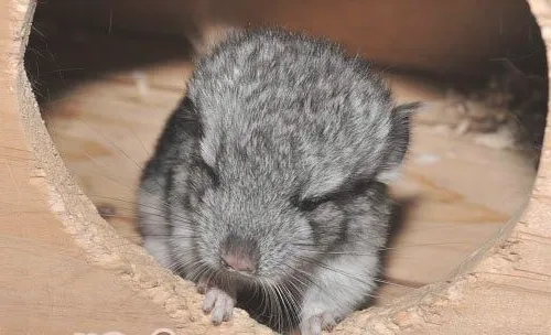 龙猫进行长途运输时注意什么