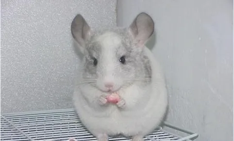 为家中的宠物龙猫补补钙