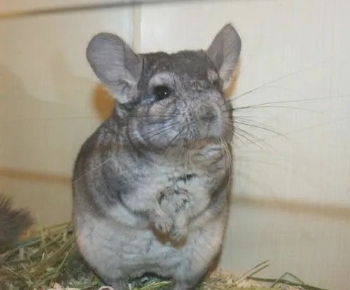 教你养好龙猫的三点规律