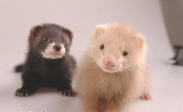 如何挑选一只可爱的宠物貂