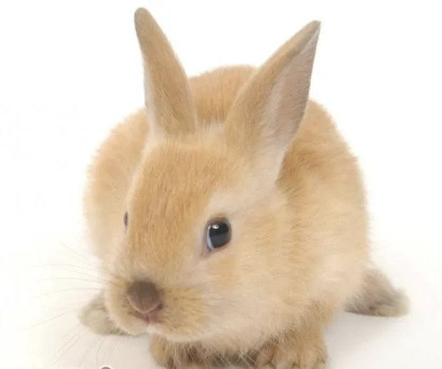 究竟什么才是宠物兔