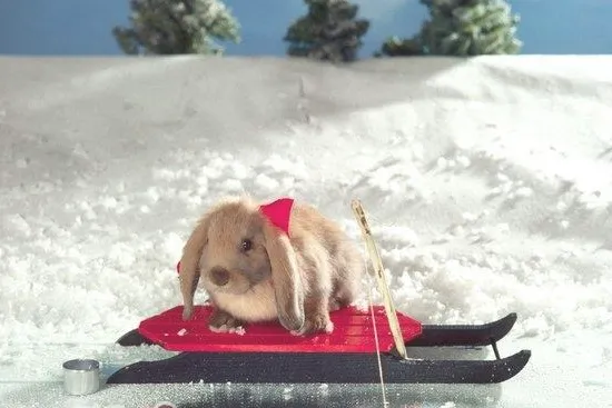 养宠物兔不宜过胖