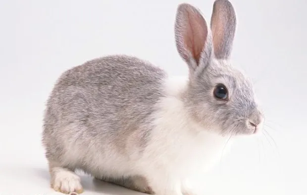 幼兔一次吃多少食物