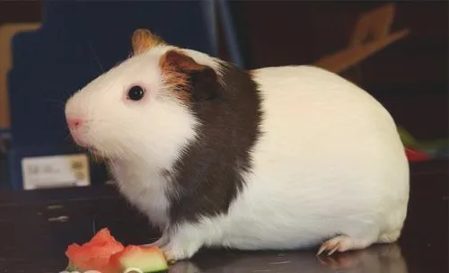 六招帮助宠物鼠安然度夏