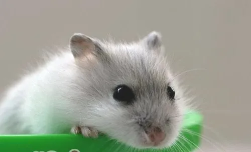 首次购买宠物鼠的注意事项