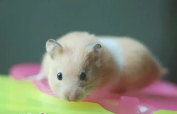 被宠物鼠咬伤必须注射疫苗