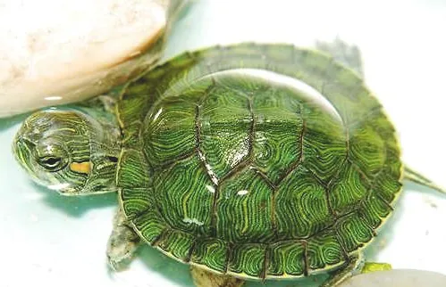 宠物龟饲养消毒药物推荐