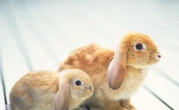 如何防止兔子中暑