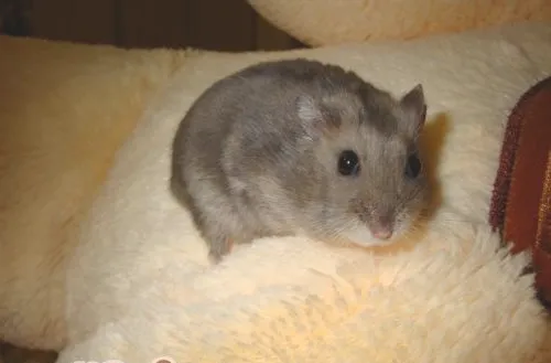 宠物仓鼠的选购时品种上陷阱