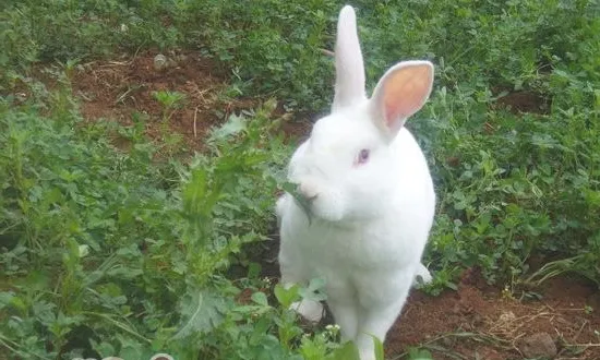 哪些野菜不能让兔子食用