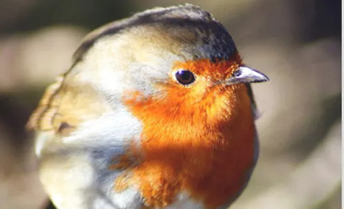 宠物鸟肥胖的症状 