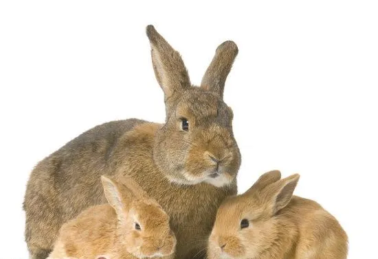 打雷下雨避免宠物兔受惊吓