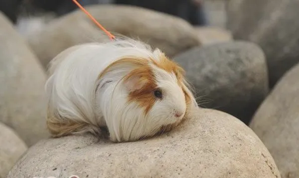 荷兰猪的八个生理特征介绍