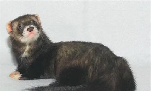 宠物貂常见的六大疾病
