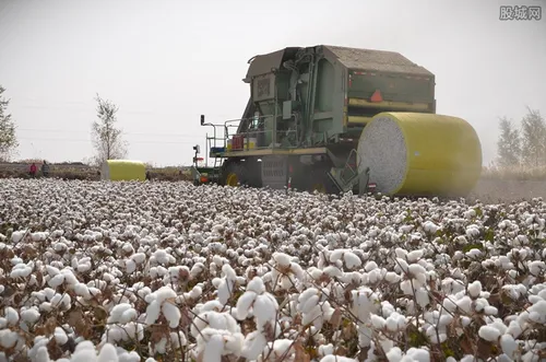 澳大利亚跟中国怎么了 中方禁止进口澳棉花真吗