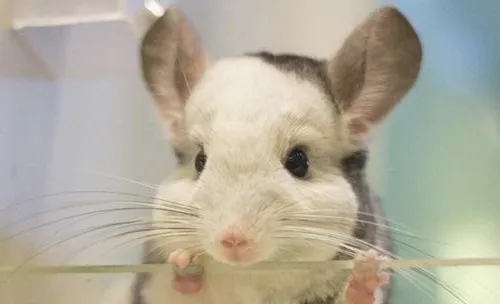 如何为缺钙龙猫补钙