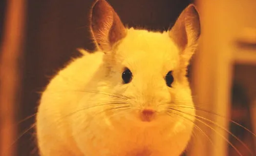 龙猫缺钙的原因及预防