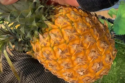 台湾菠萝