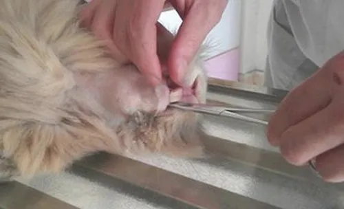 如何处理兔子齿根脓包