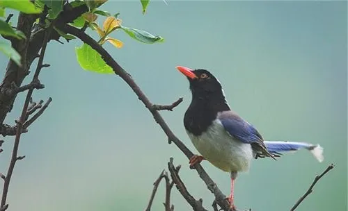 宠物鸟尾脂腺炎的治疗措施