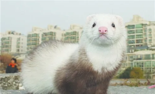 宠物貂常见的六大疾病