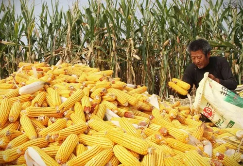 玉米价格每吨涨千元 均价最高超过2600元