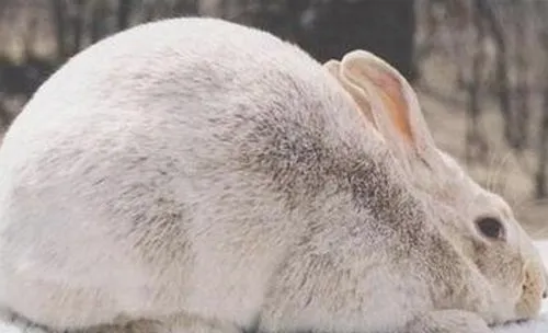 患坏死杆菌病的兔子有何症状