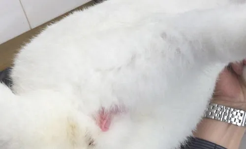 母兔有没有月经
