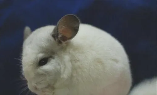 龙猫流口水的症状及防治