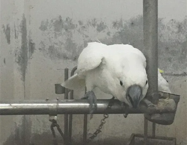 葵花凤头鹦鹉骨折的治疗