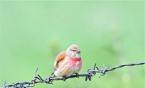 维生素C缺乏对鸟儿有哪些影响
