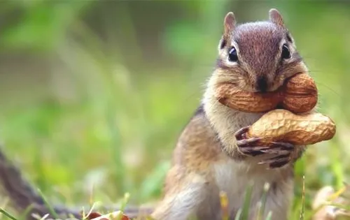 宠物松鼠的繁殖特征
