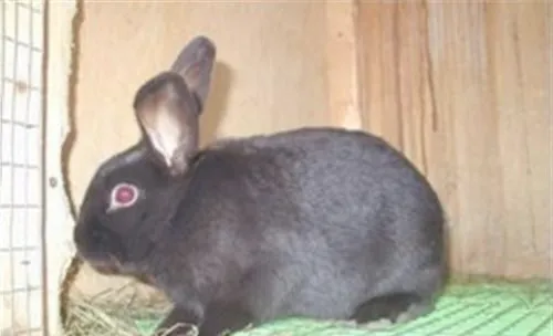兔兔钙磷缺乏症的症状