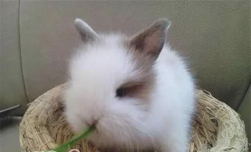 一个宠物兔疾病的错误诊疗案例