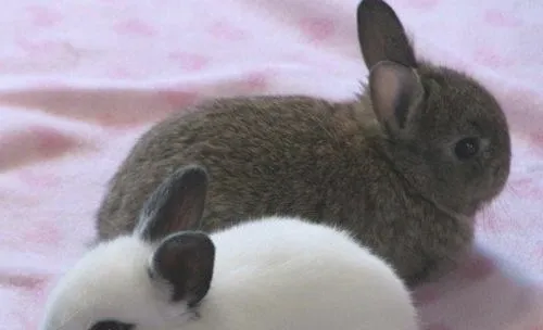如何改正宠物兔异食