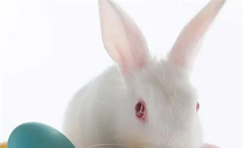 兔子出血性败血病的症状及防治