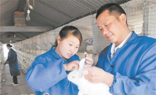 宠物兔注射疫苗的注意事项