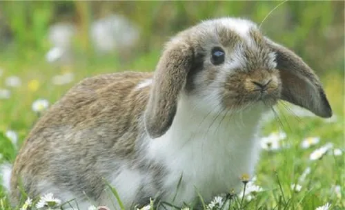宠物兔便秘怎么办？